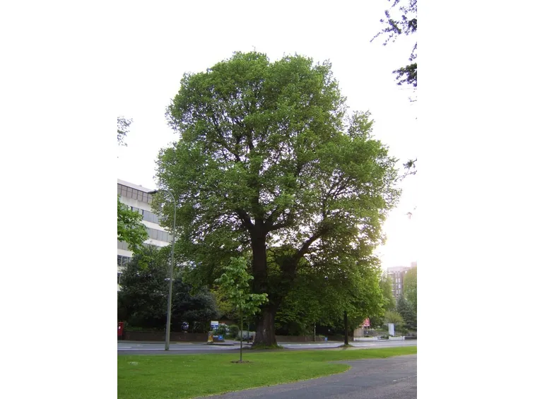 Piante ombrifere: Ulmus