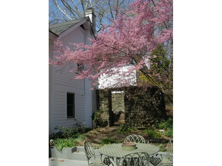 Prunus nei giardini