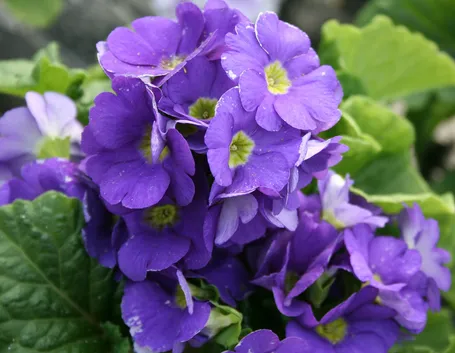 Fiori di Primula obconica