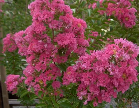 Fogliame e infiorescenze di Lagerstroemia