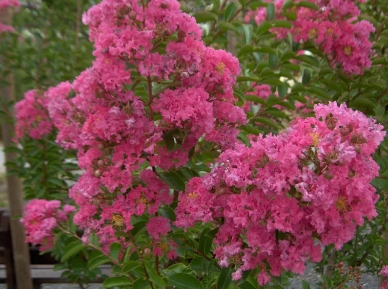 Fogliame e infiorescenze di Lagerstroemia