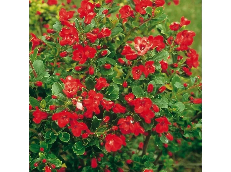 Foglie e fiori di Escallonia
