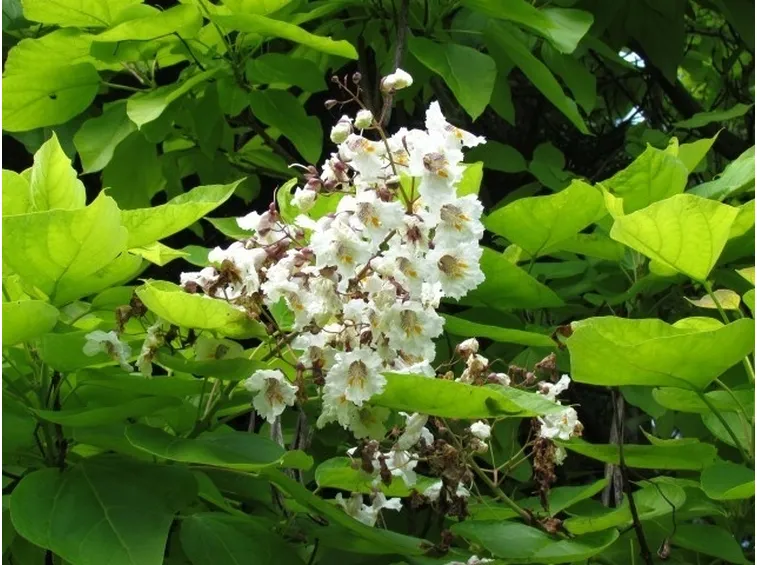 Fiori e foglie di Catalpa