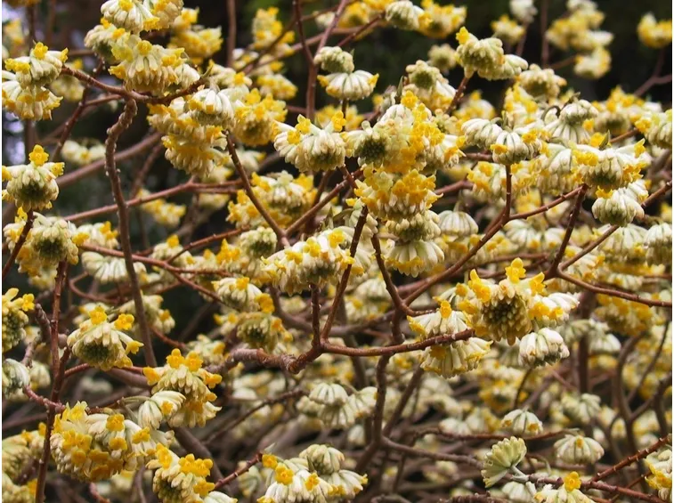 Infiorescenze della pianta di Edgeworthia