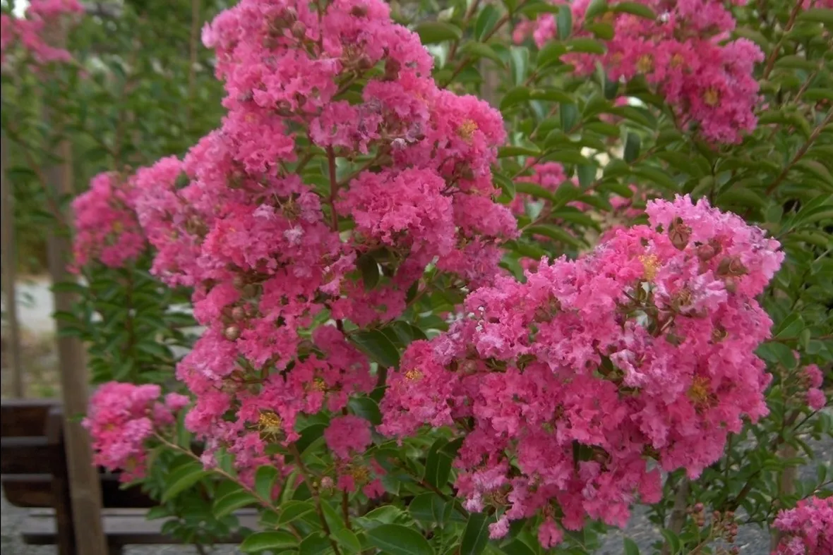 Fogliame e infiorescenze di Lagerstroemia