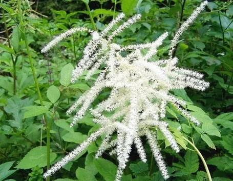 Foglie e fiori di Aruncus