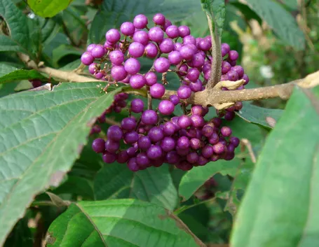 Callicarpa