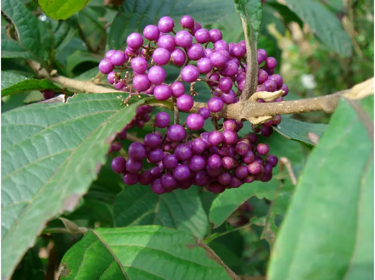 Callicarpa