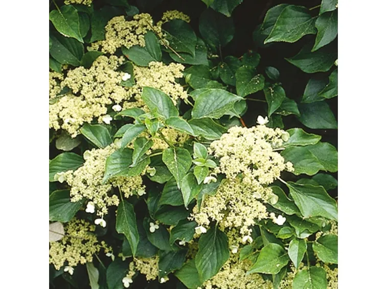 Ortensia villosa o Hydrangea villosa