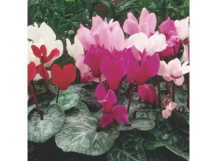 Cyclamen persicum