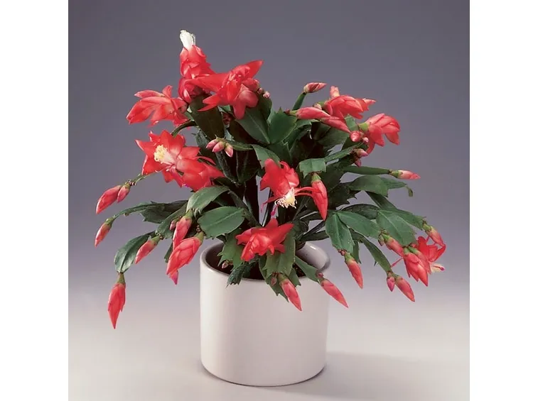 Cactus di Natale o Zigocactus