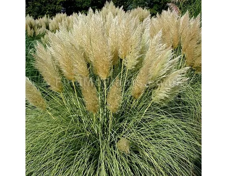 Infiorescenze piumose di Cortaderia