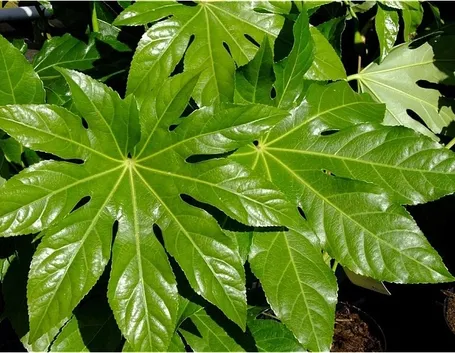 Foglie lucenti di Aralia