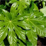 Foglie lucenti di Aralia