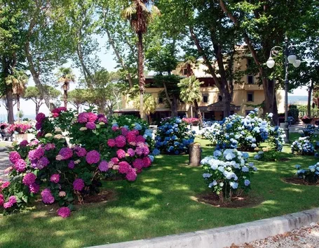 Aiuole di ortensie in giardino