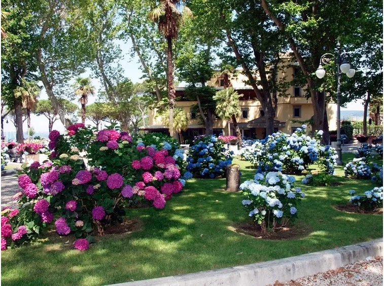 Aiuole di ortensie in giardino