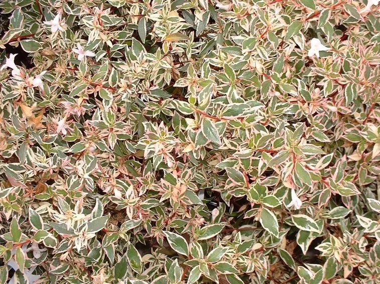 Primo piano delle caratteristiche foglie dell'Abelia grandiflora confetti