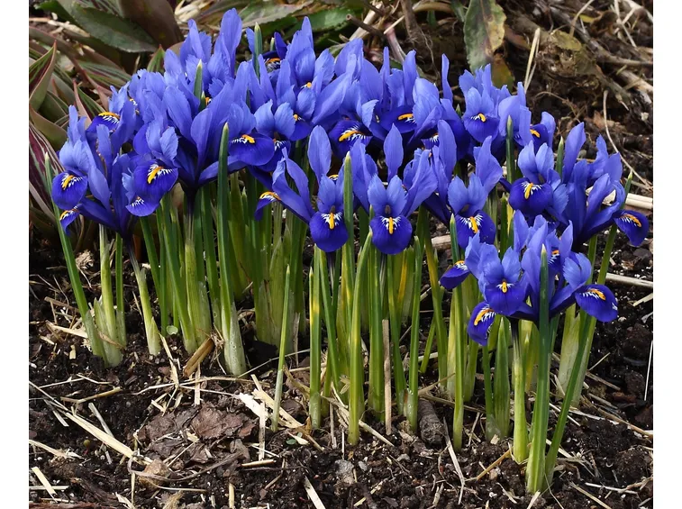 Iris fioriti in gruppo nelle aiuole