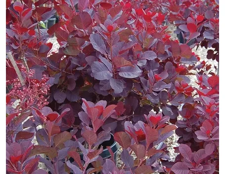 Fogliame di piante di Cotino