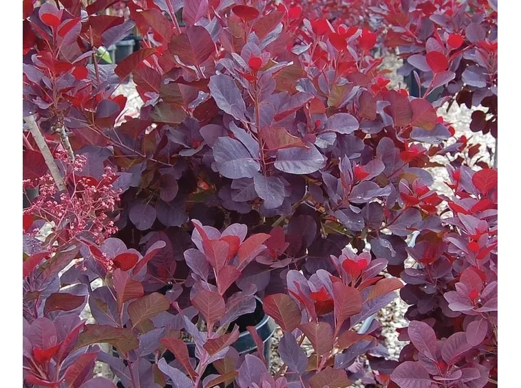 Fogliame di piante di Cotino