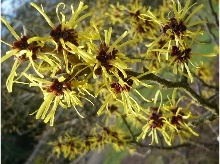 Infiorescenze della pianta di Hamamelis