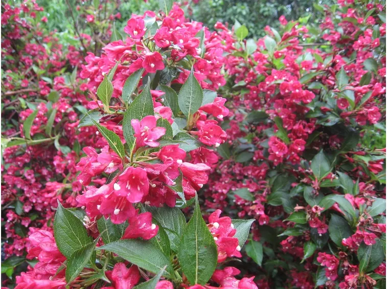 Fiori e foglie di Weigela