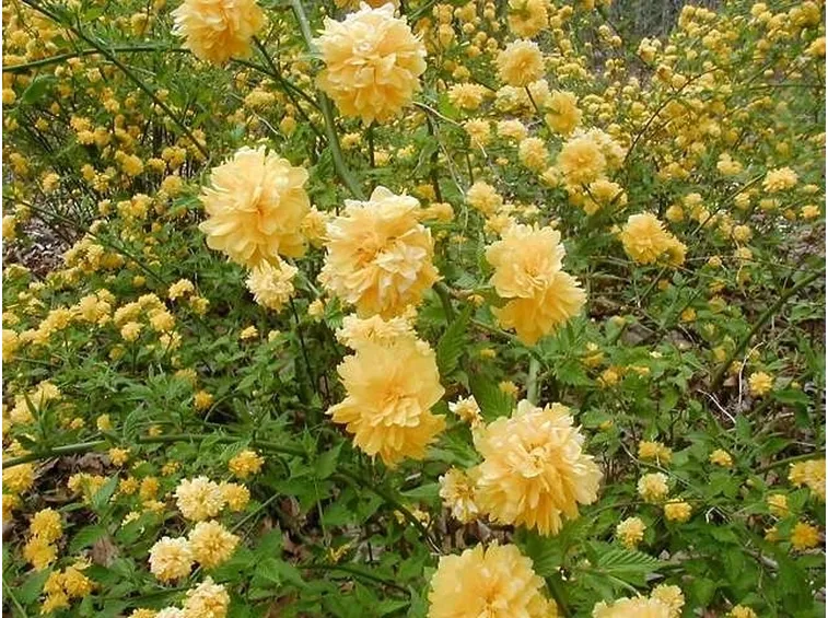Fiori e foglie di Kerria