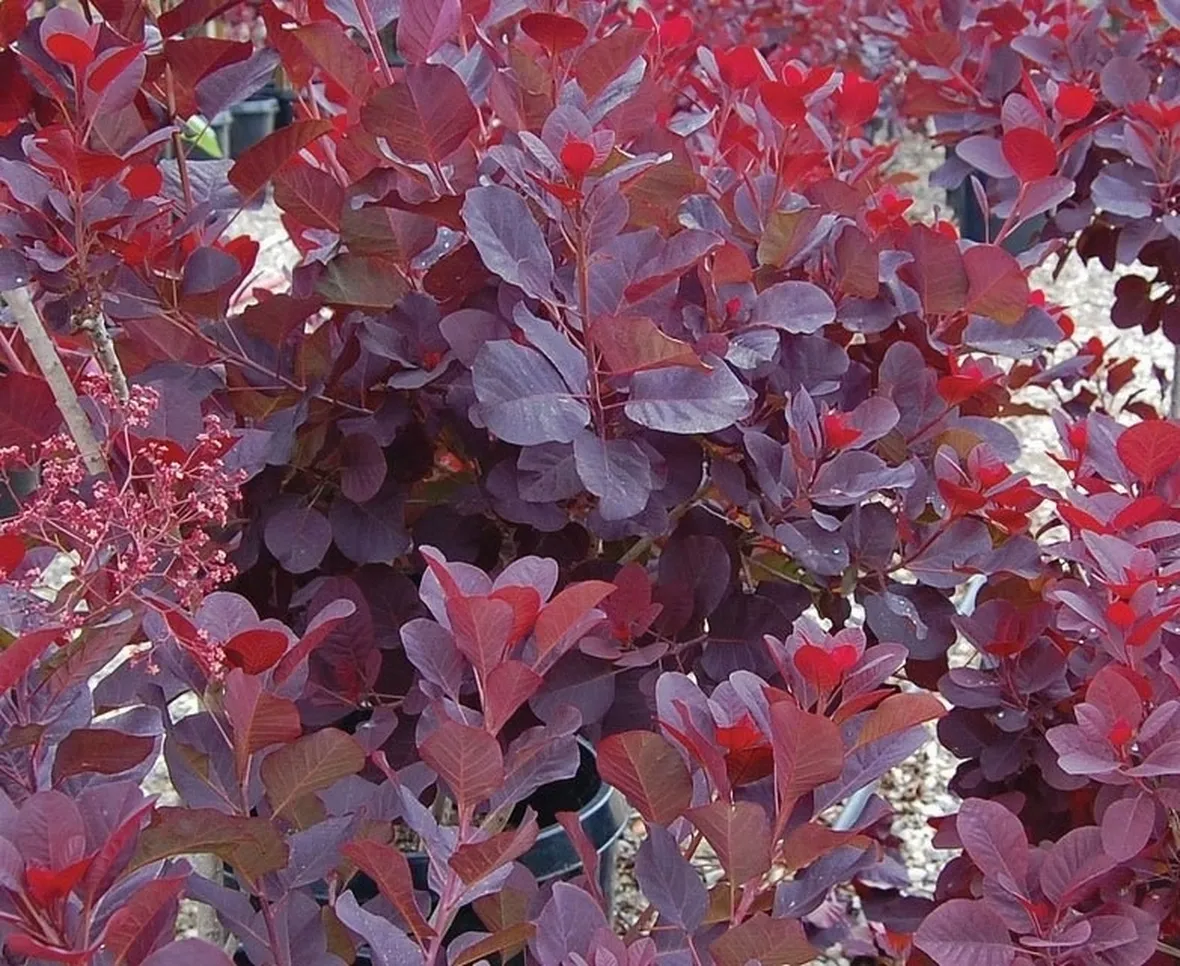 Fogliame di piante di Cotino