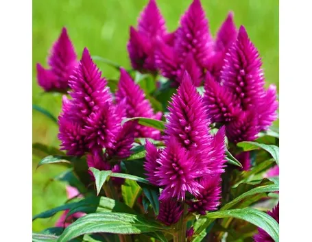 Celosia