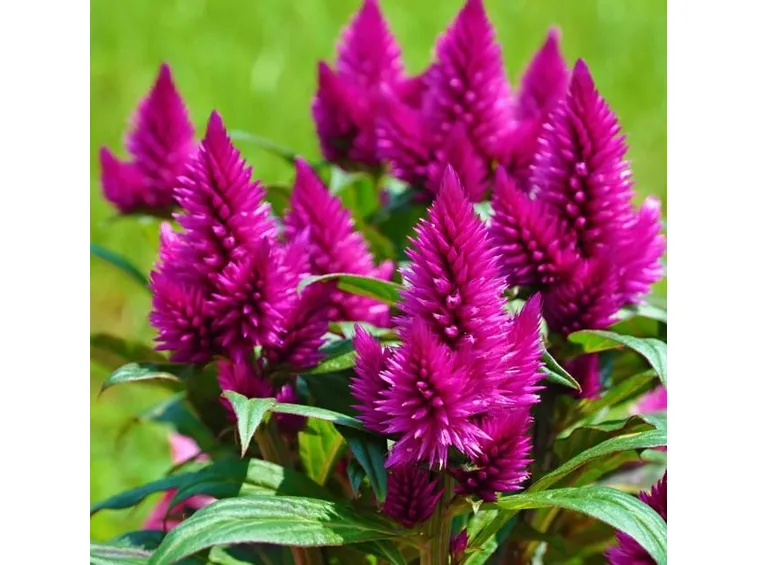 Celosia
