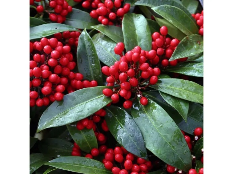 Skimmia