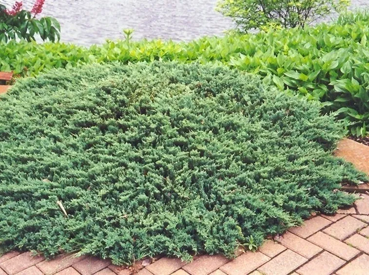 Juniperus Horizontalis