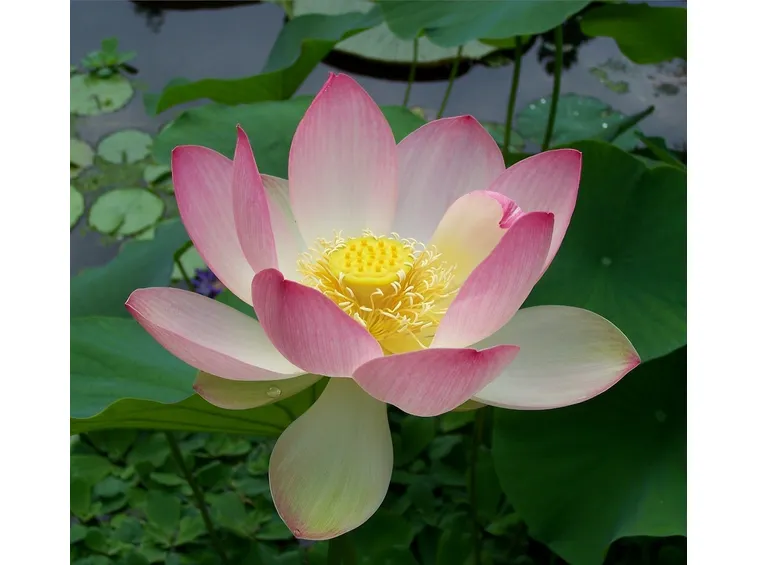 Fiore di Nelumbo ( Fiore di Loto )