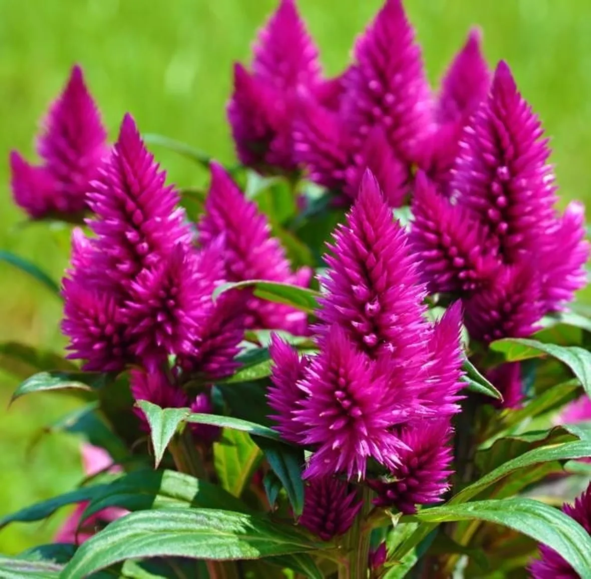 Celosia