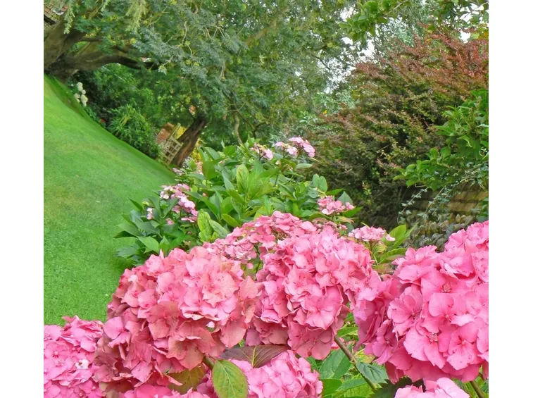 Scorcio di un meraviglioso giardino