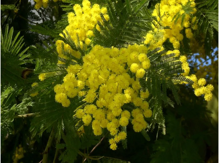 Particolare dei fiori di mimosa