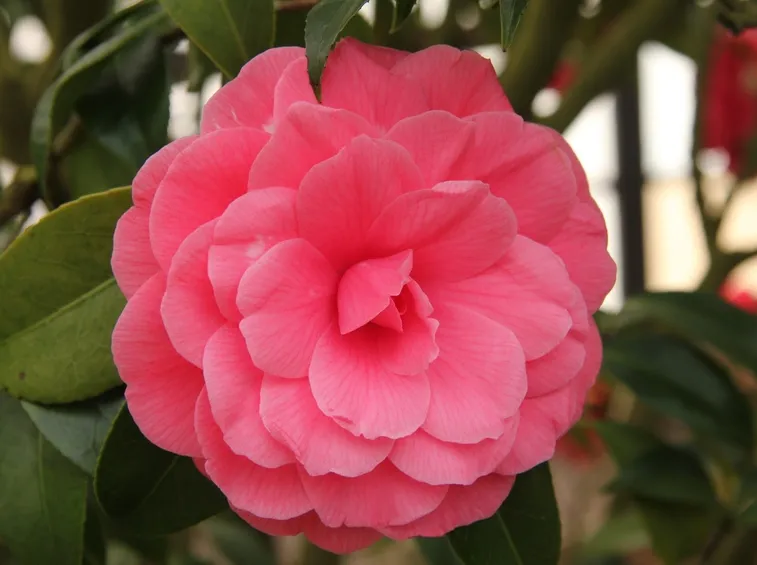 Fiore rosato di camelia