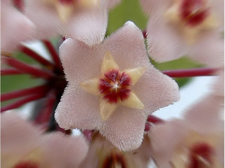 Pianta sempreverde Fiori di cera