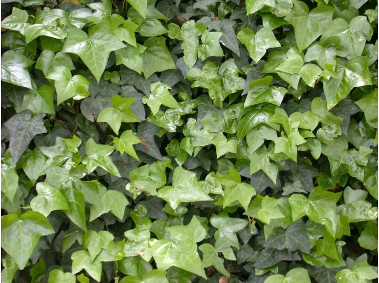 Pianta sempreverde rampicante