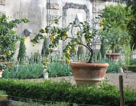 Giardino di Citrus sempreverdi