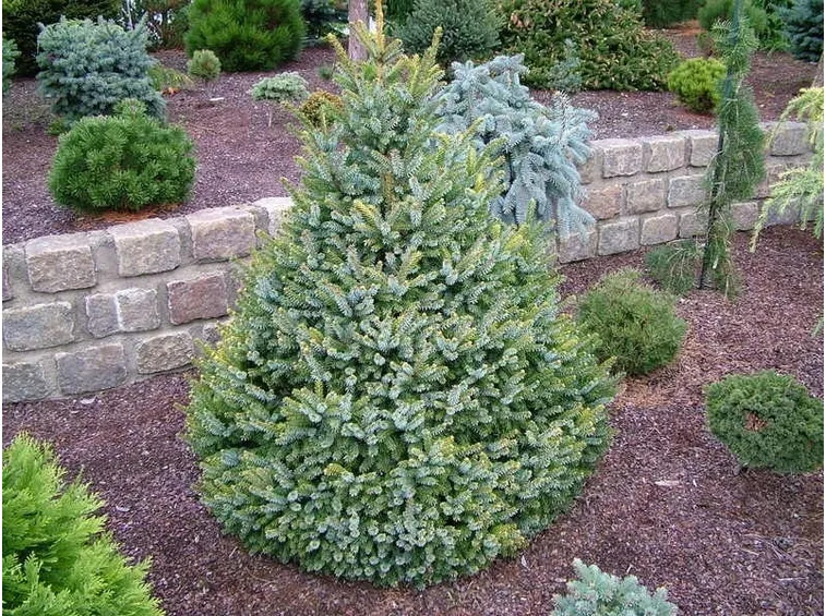 Picea omorika in giardino
