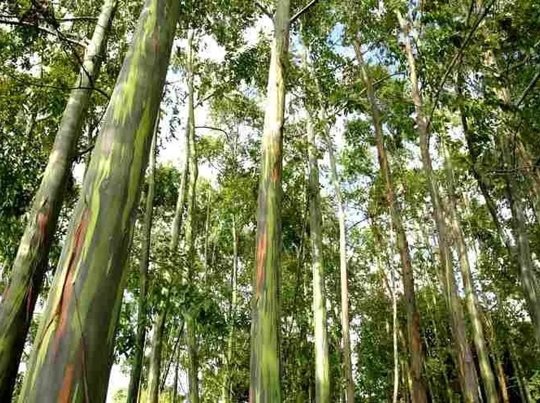 Giardino di Eucalipti in Australia