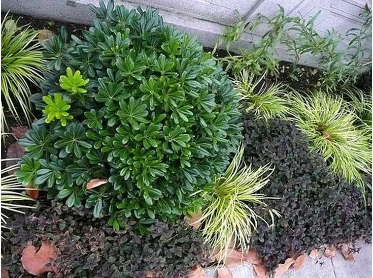 Piante sempreverdi da giardino