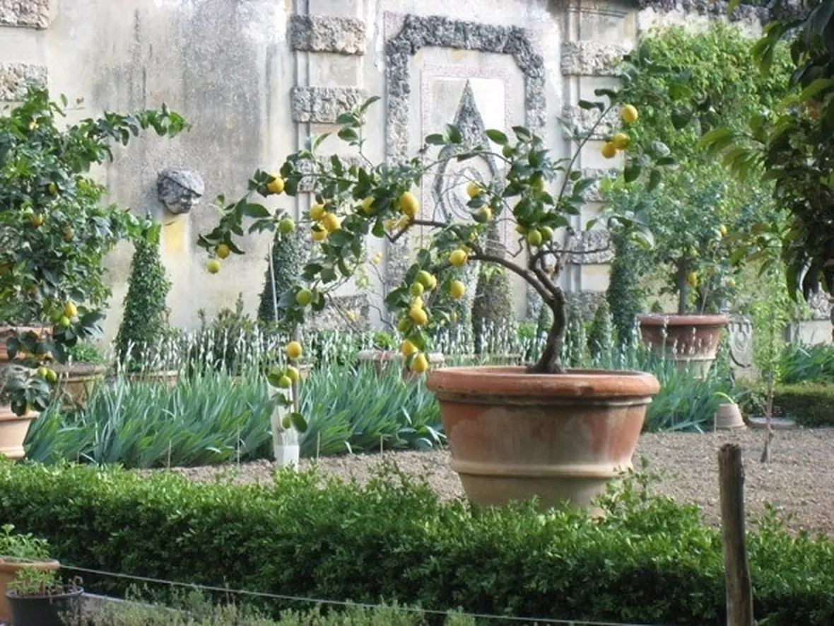 Giardino di Citrus sempreverdi