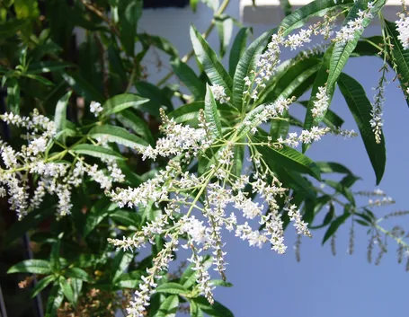 Fogliame e fiori di Lippia citriodora