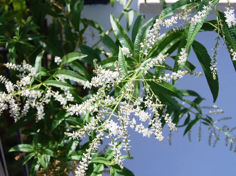 Fogliame e fiori di Lippia citriodora