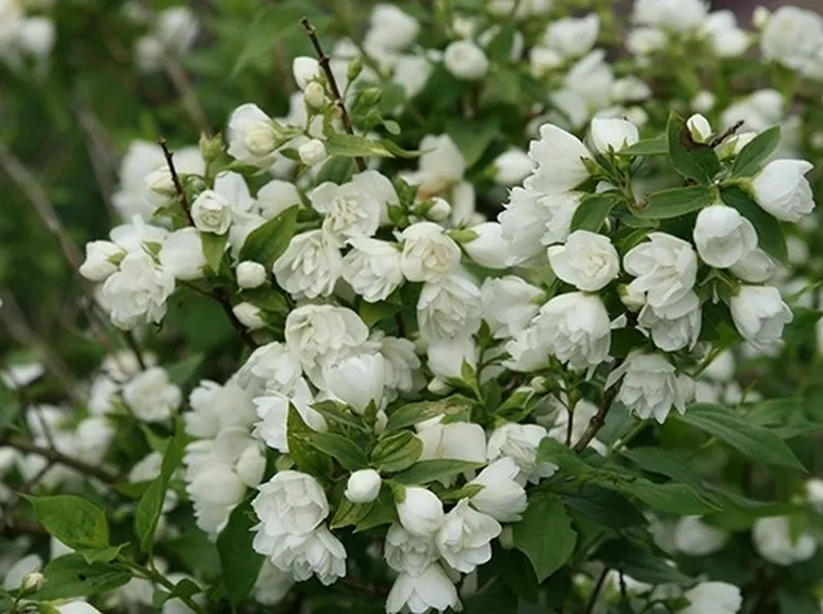 Fiori e foglie di Filadelfo