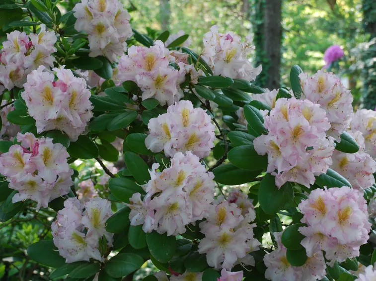 Infiorescenze e foglie di Rododendro