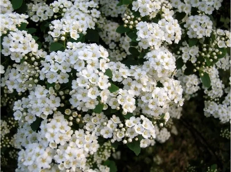 Infiorescenze bianche di Spirea