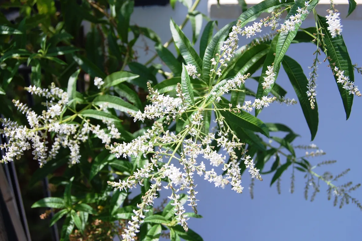 Fogliame e fiori di Lippia citriodora